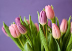 Tulipani